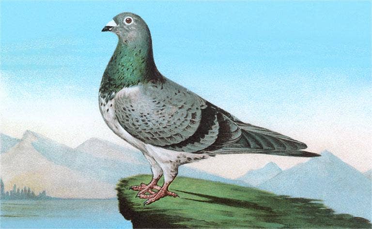 Found Image Press - Vendita all'ingrosso Stampa artistica - Stampa d'Arte BD-137 Piccione Fiero0