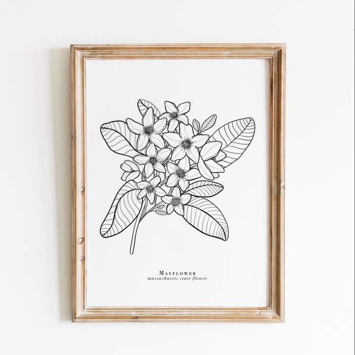 Massachusetts State Flower Print | Mayflower Print for wholesale by Erika Layne Art