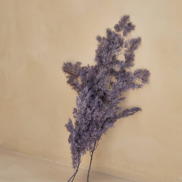 For Love Of Pampas - Wholesale Dried/Pressed Flowers - Preserved Asparagus in Purple