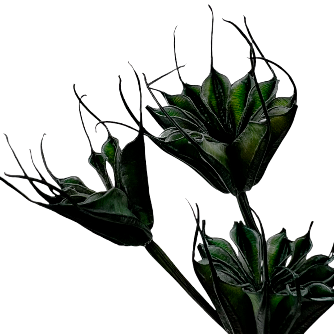 2626 Designs - Wholesale Dried/Pressed Flowers - Dried Octagon Flower, Nigella Orientalis-Love in a Mist, 24"9