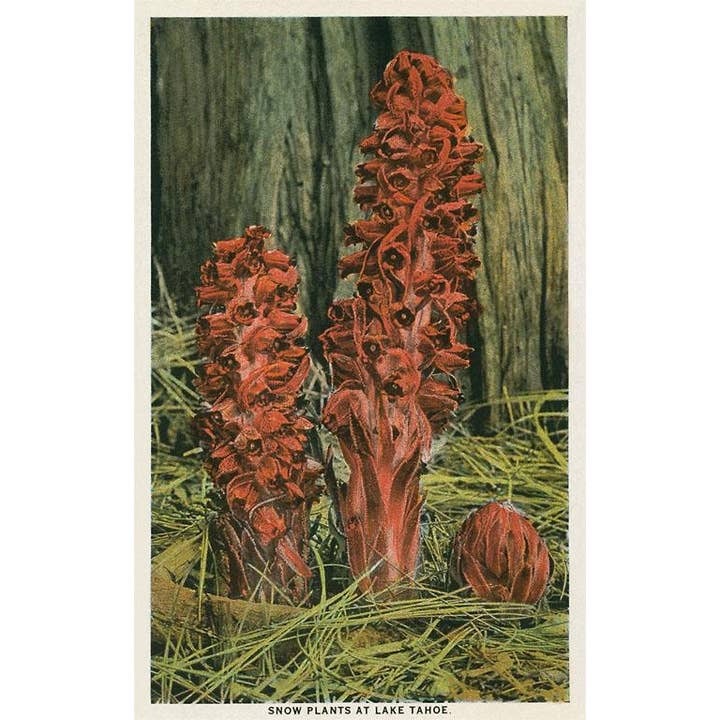 Postcard CA-1165 Snow Plants, Lake Tahoe for wholesale by Found Image Press