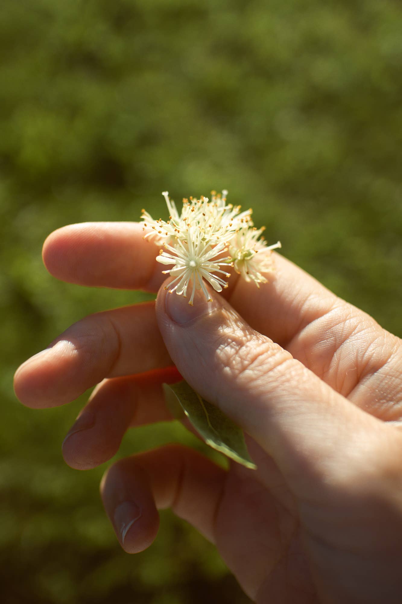 Plūkt - Wholesale Health/Detox Tea - Linden Tea - honey tea, certified organic Nordic herbal tea4