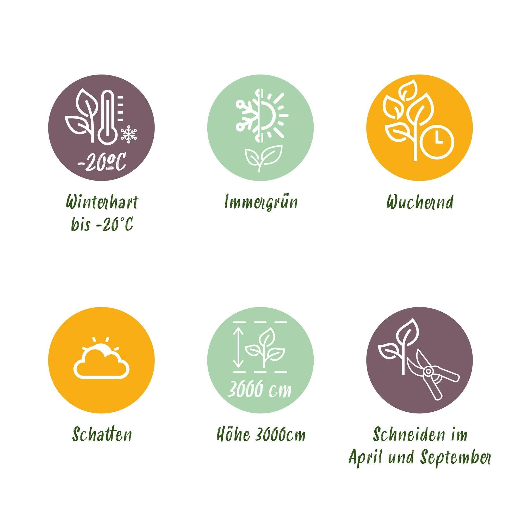 Oasis of Life - Wholesale Live Plant - Climbing plant Hedera helix 'Glacier' – 2 plants – Evergreen – Variegated leaves – 11 cm – Height 40 cm – Ivy for indoors & outdoors – Hanging baskets & ground cover5