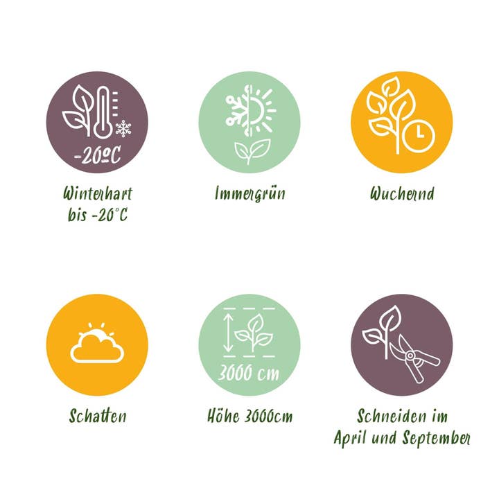 Oasis of Life - Wholesale Live Plant - Climbing plant Hedera helix 'Glacier' – 2 plants – Evergreen – Variegated leaves – 11 cm – Height 40 cm – Ivy for indoors & outdoors – Hanging baskets & ground cover5