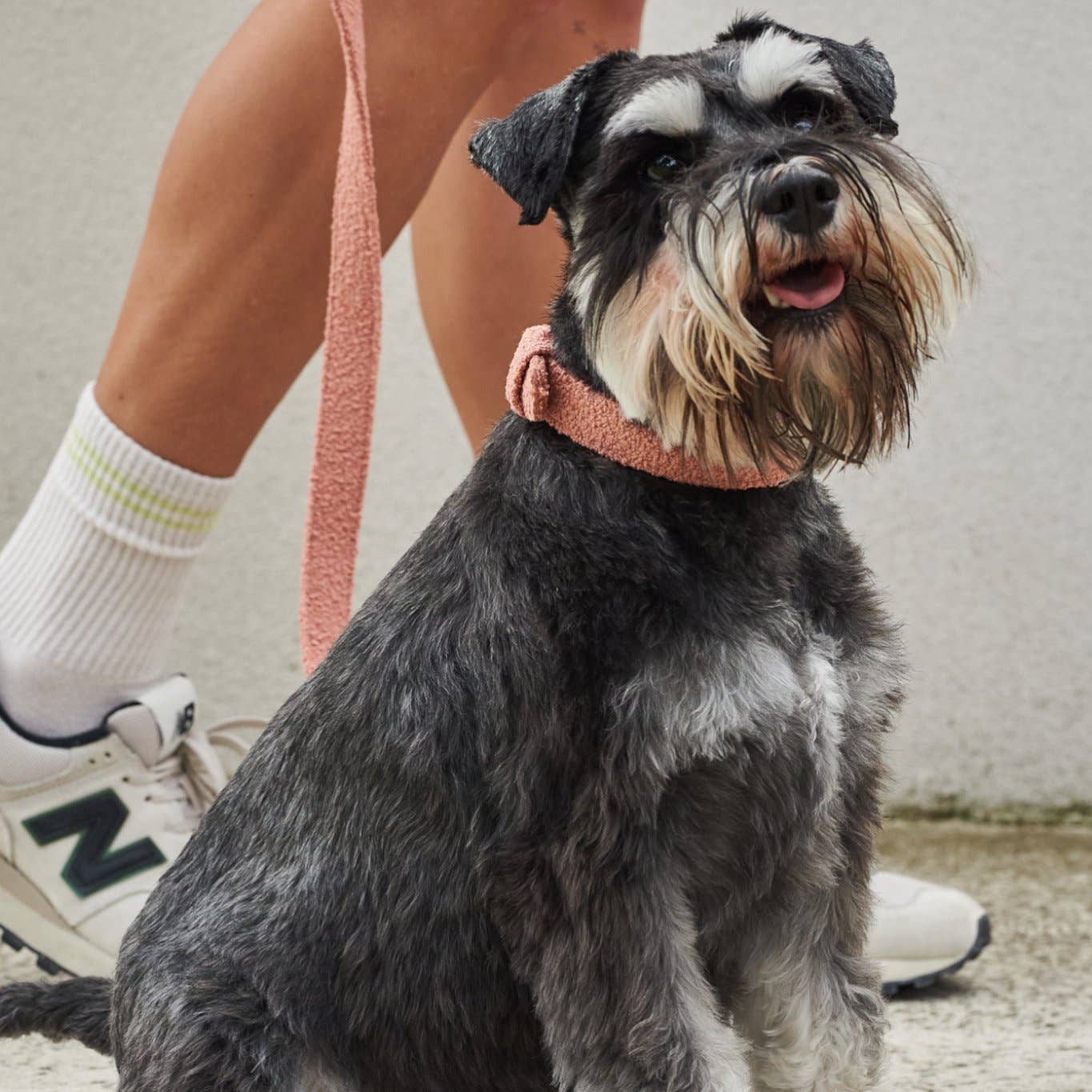 Lilly + Dash - Vente Laisse – chien - laisses6