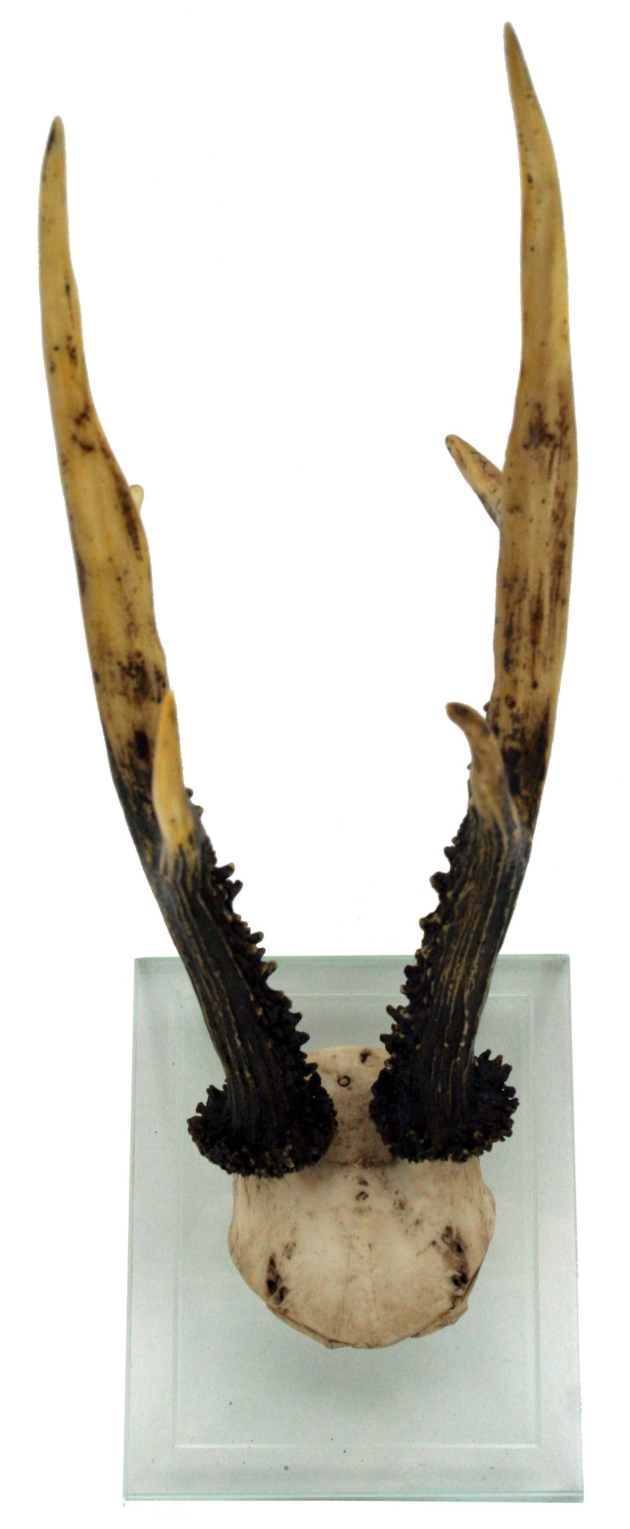 Modern World by Contrast Inc. - Vente Décoration murale - Support mural double verre Antler1