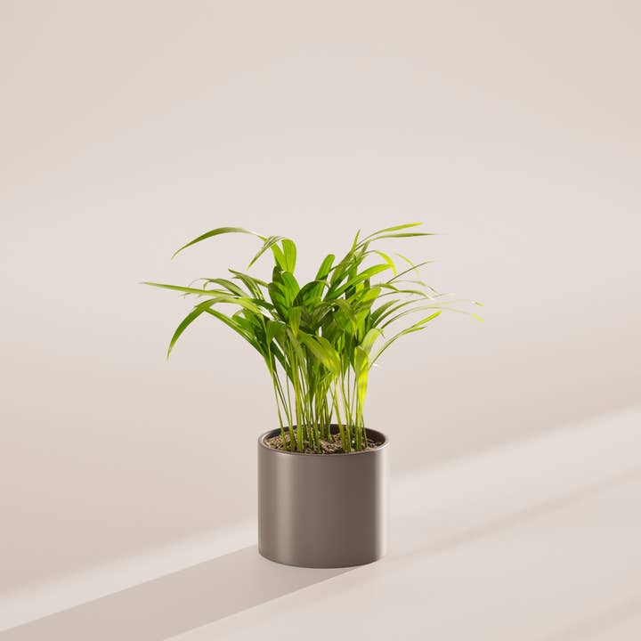 Lively Root - Wholesale Live Plant - Areca Palm Indoor Tree22