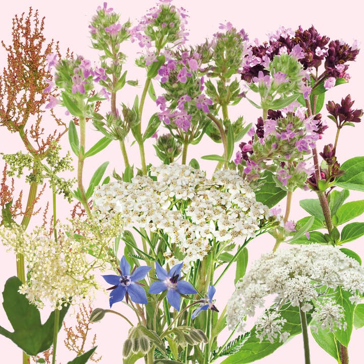 Shroot: Kabloom Seedboms – wholesale Plant seeds – Wilderbom & Foragebom Seedbom - Wildflower Mixed CDU Pack5