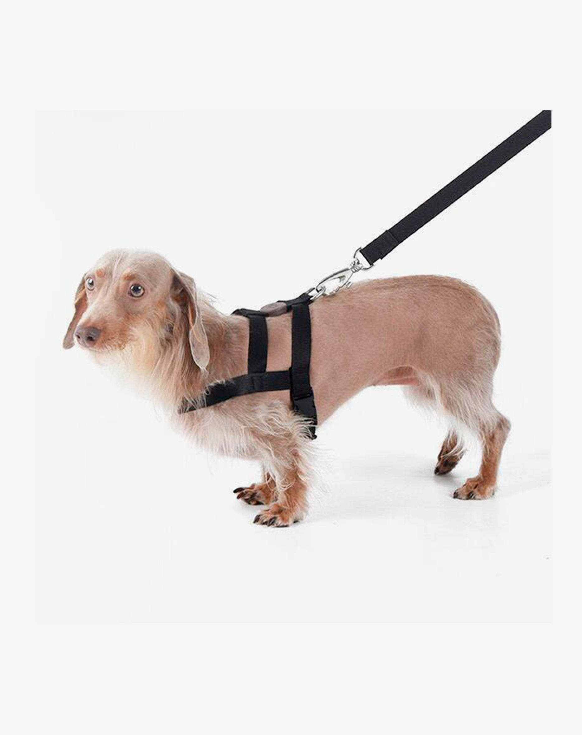 Toh - Wholesale Pet Harness - Dog - Conjunto Básico de Arnês + Trela Preto2