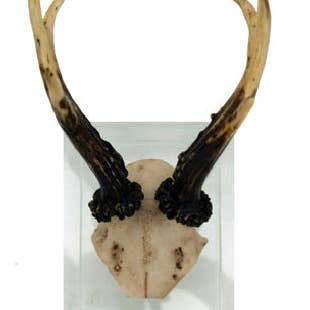 Modern World by Contrast Inc. - Wholesale Wall Accent - Antler Double Glass Wall Mount1