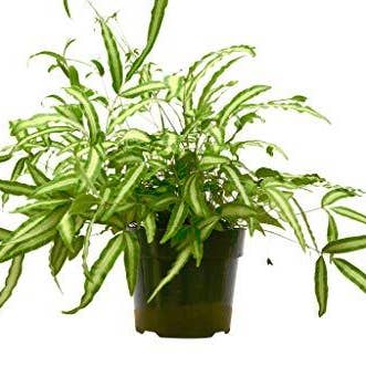 FERN ALBO 6-inch for wholesale by House Plant Wholesale
