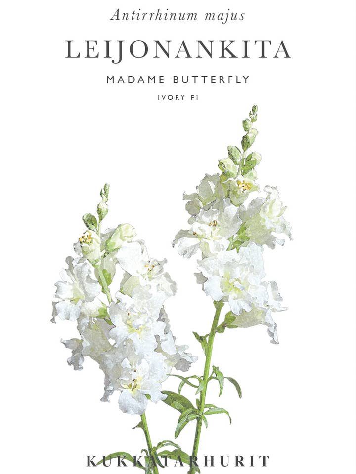 Leijonankita Madame Butterfly Ivoor voor wholesale door Kukkatarhurit