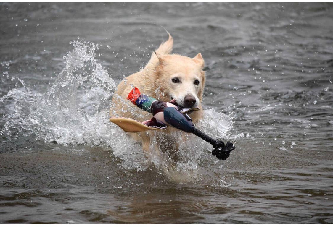 Spunky Pup - Wholesale Pet Toy - Dog - Fly & Fetch Launching Toys5