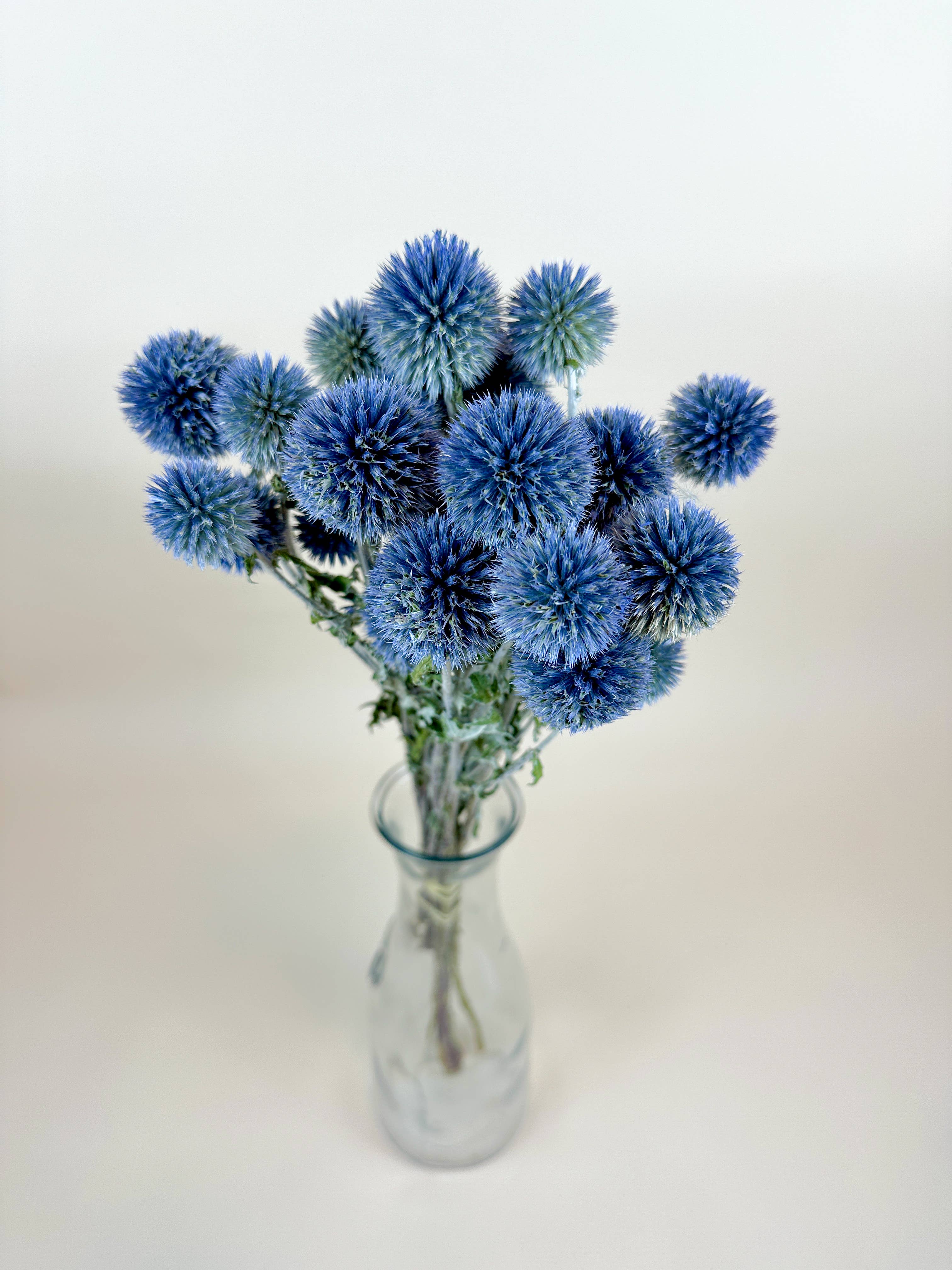 Lovejoy Farms Premium Dried Flowers - Wholesale Dried/Pressed Flowers - Globe Thistle (Echinops) – Natural Blue, Air-Dried