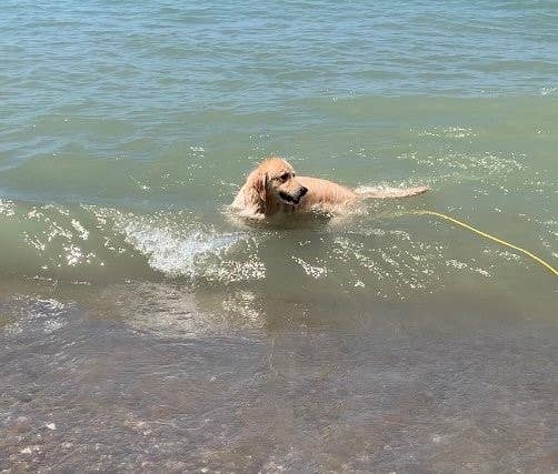 SOFT LINES - Wholesale Pet Leash - Dog - Swim Snap Leash w/ Stainless Steel Hook Clip3