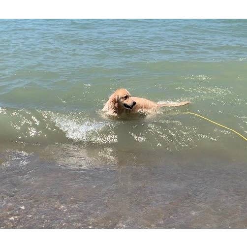 SOFT LINES - Wholesale Pet Leash - Dog - Swim Snap Leash w/ Stainless Steel Hook Clip3