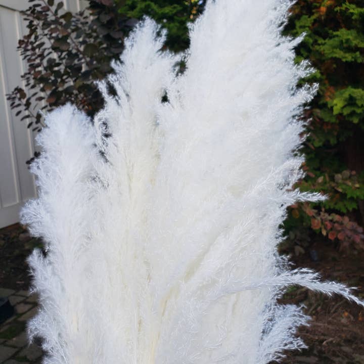 BLOOMINGFUL.COM - Wholesale Dried/Pressed Flowers - X-Large Pampas Grass, Dried with Fluffy Plumes - White