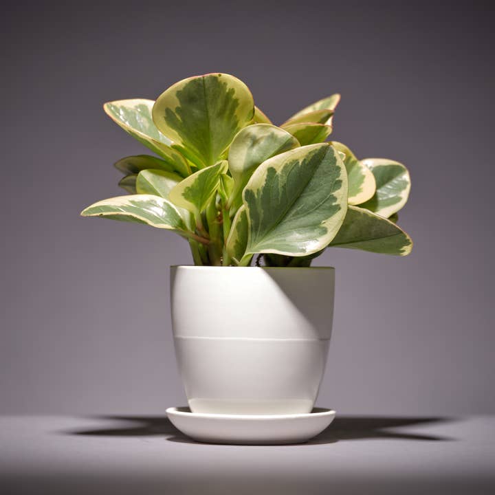 Chive - Wholesale Plant Pot - Dyad Ceramic Planter Modern Decorative Planters with Saucer9