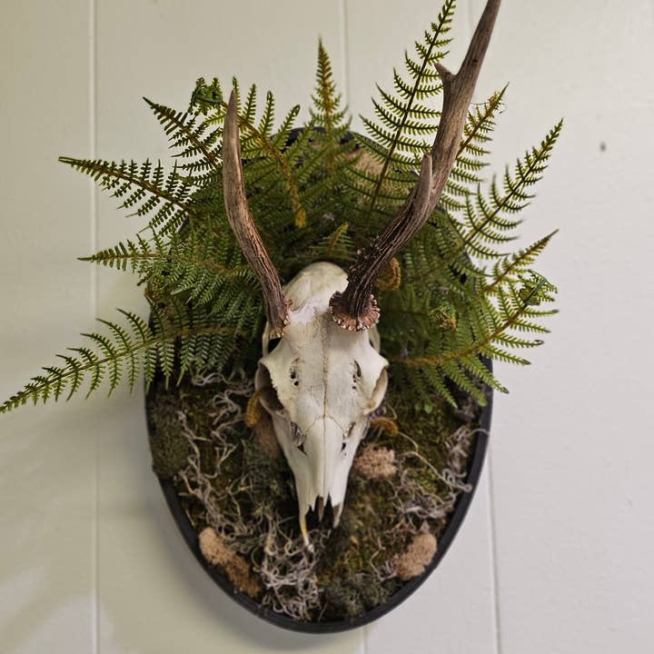 Jungle Relics – Großhandel 3D-Wandkunst – Reklamation: Gerahmter Rehschädel I und II 14"x9" Mixed-Media-Mooskunst