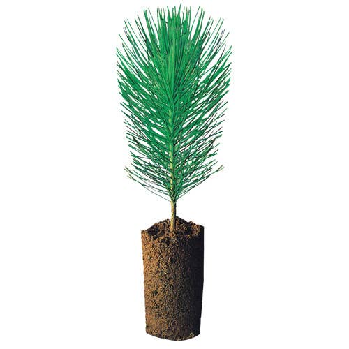 Faber-Castell / Creativity for Kids - Wholesale Colored Pencil - 12 Grip EcoPencils - Colored Pencils w/ Raised Grip6