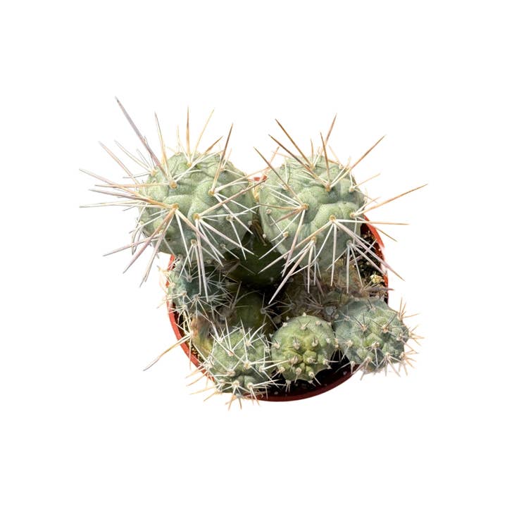 Succulent Wholesale - Wholesale Succulent - Indian Ball Cactus | 2.5 inch | Tephrocactus alexanderi1
