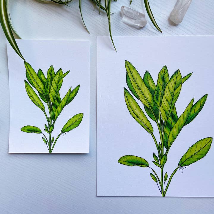Impressão de arte botânica de arquivo - Garden Sage Herb por atacado de AEJ.CREATE