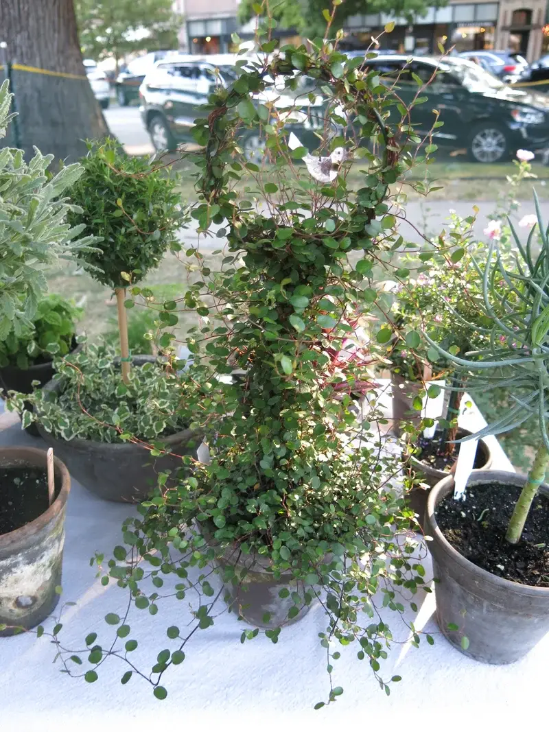 Sunrise Topiaries - Wholesale Live Plant - Live Woven Angel Vine "Lollipop" in 6 inch pot1