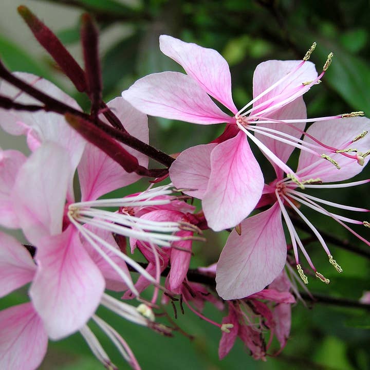 Decker Rd. Seeds - Wholesale Plant Seeds - Gaura Flower Seeds