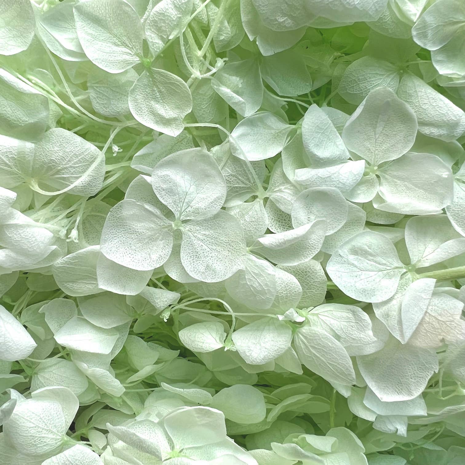 Flowery Work - Wholesale Dried/Pressed Flowers - 30 Colours Preserved & Dried Boxed Hydrangea Flower 30g13