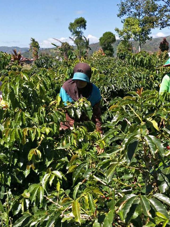 Sumatra Gayo Organic for wholesale by Ron’s Beans