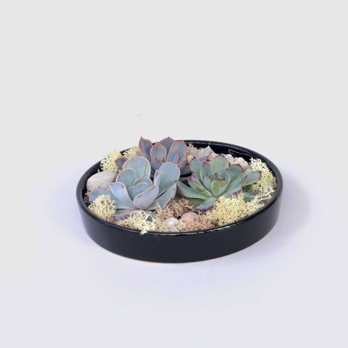 Oasis of Life - Wholesale Succulent - Succulent Garden Mix Black – Echeveria Lilacina without roots – Height 8cm – Decorative bowl Ø20cm with decorative stones – Easy-care living succulent – Modern table decoration for home & office0