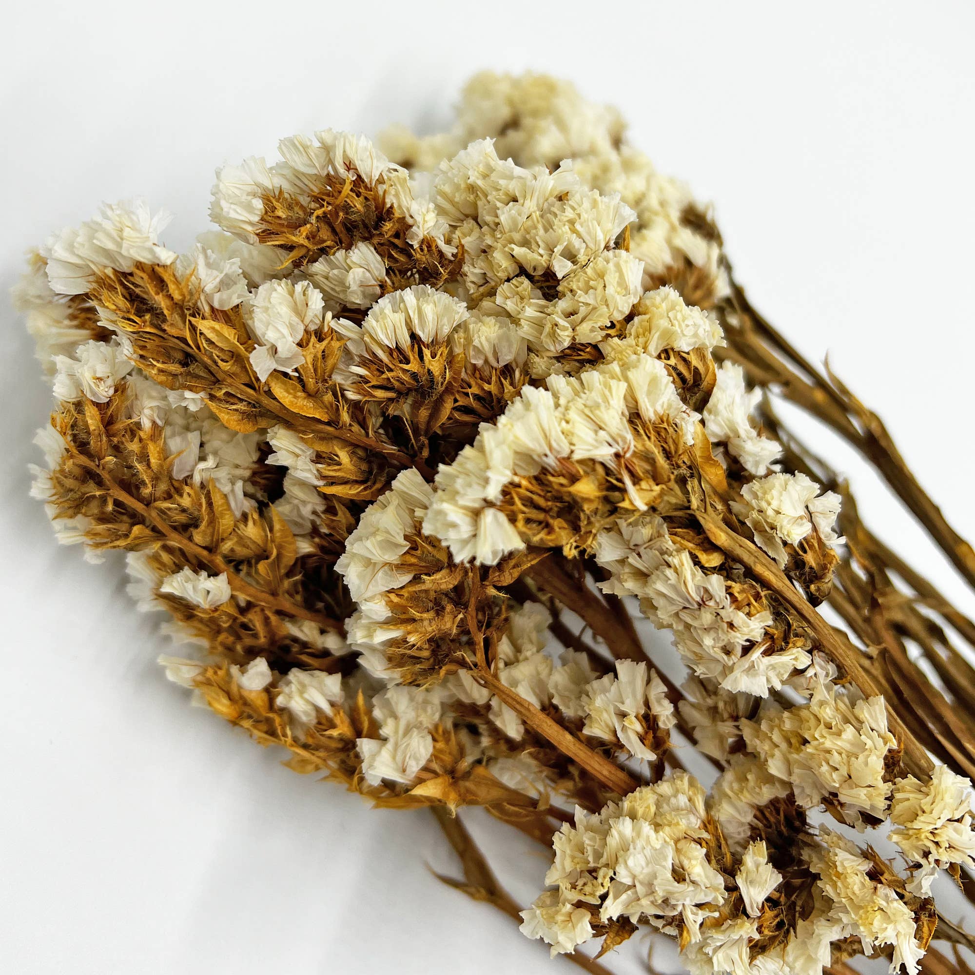 2626 Designs – Flores secas/prensadas por atacado – Ramos de Miosótis Preservados Secos 53 cm Várias Cores1