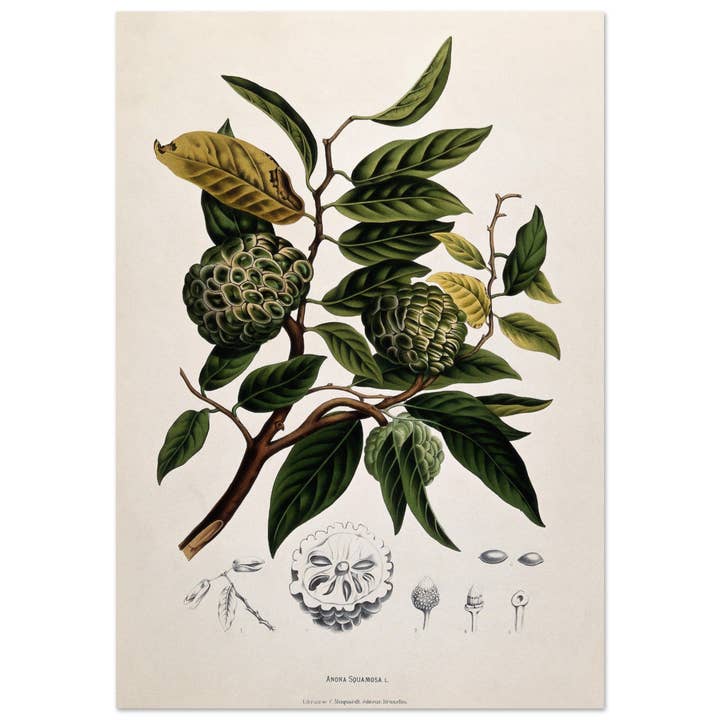 Anona squamosa for wholesale by Maison de Paloma