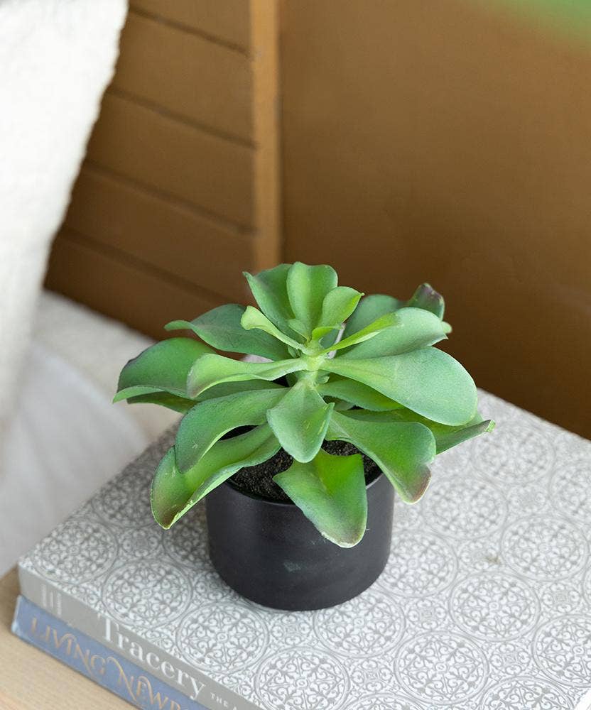 A&B Home Group Inc. – wholesale Artificial plant – Potted Succulent14