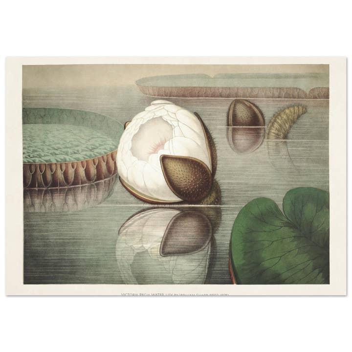 Victoria regia vandlilje for engroshandel hos Maison de Paloma