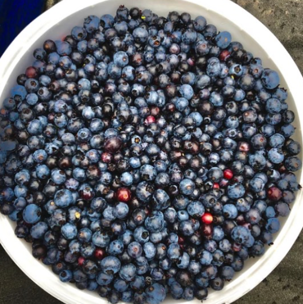 Josephine's Feast - Wholesale Preserves - AA Best Seller - Four Berry Preserves7