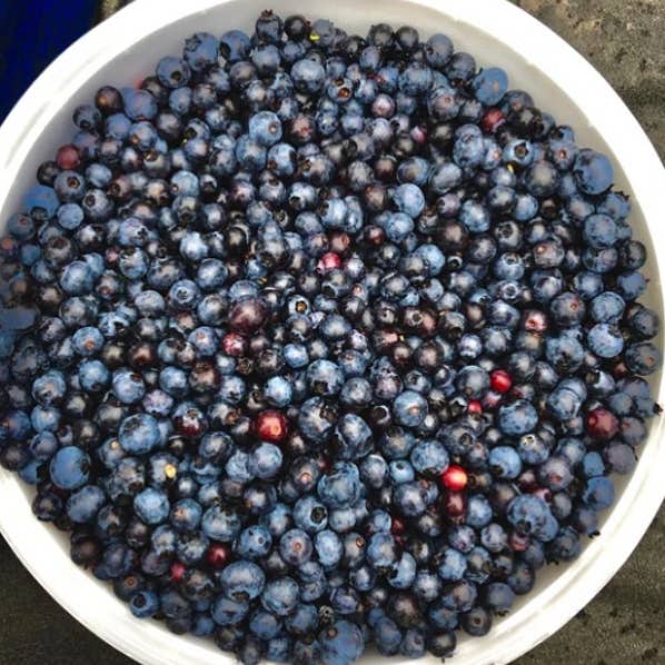 Josephine's Feast - Wholesale Preserves - AA Best Seller - Four Berry Preserves7