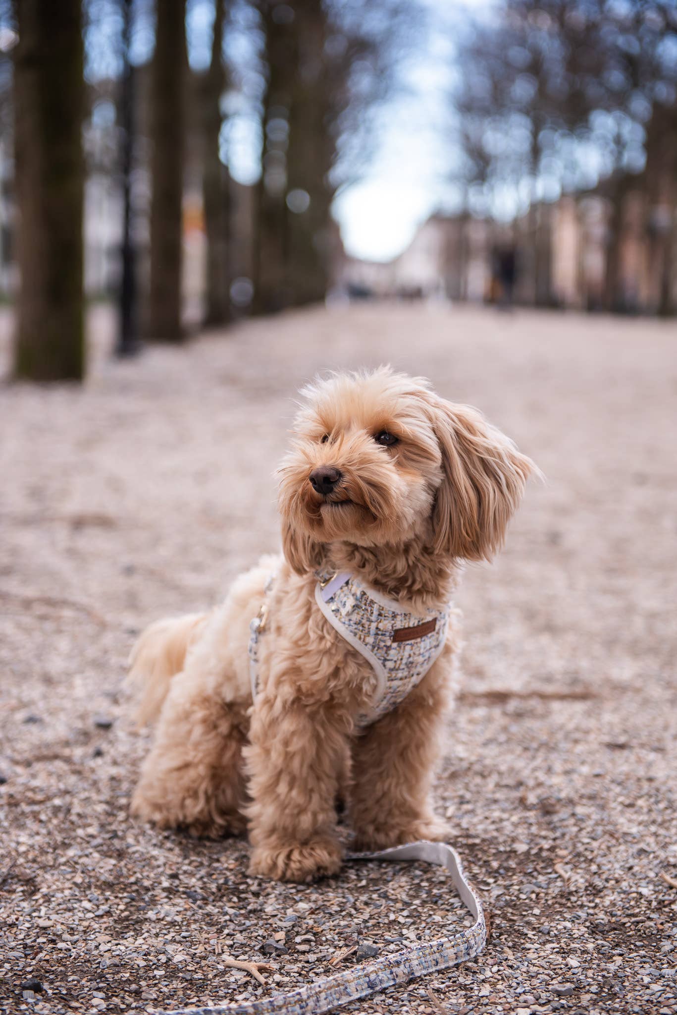 Floofs and Cookies - Wholesale Pet Harness - Dog - Noe harness1