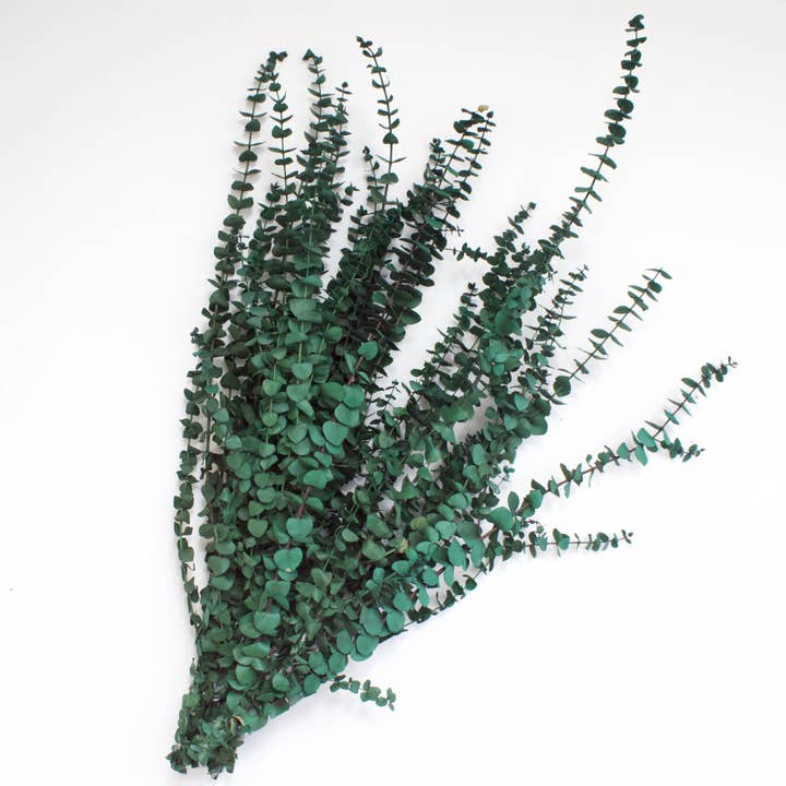 Roxanne's Dried Flowers - Wholesale Dried/Pressed Flowers - Eucalyptus - Spiral