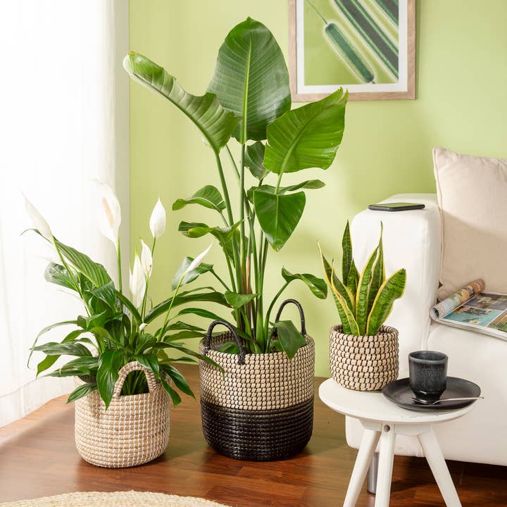 Nature Black Korbgefäß/Pflanzgefäß 515 Aus Seegras für den Großhandel auf Faire3