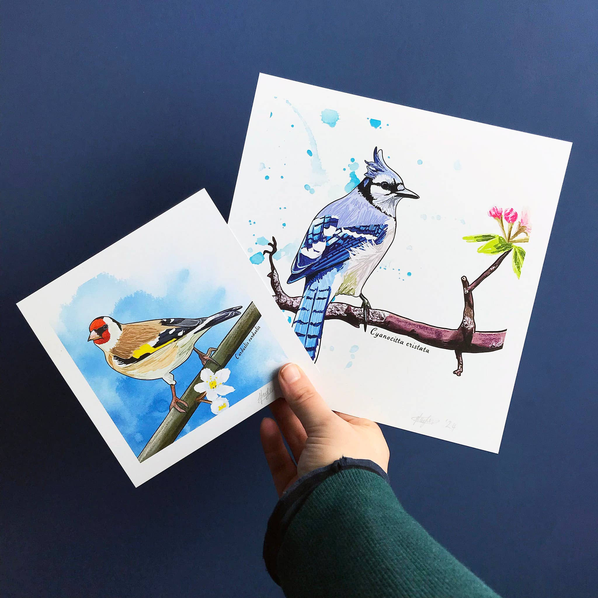 Loadofolbobbins - Wholesale Art Print - Eclectus Parrot Bird Print2