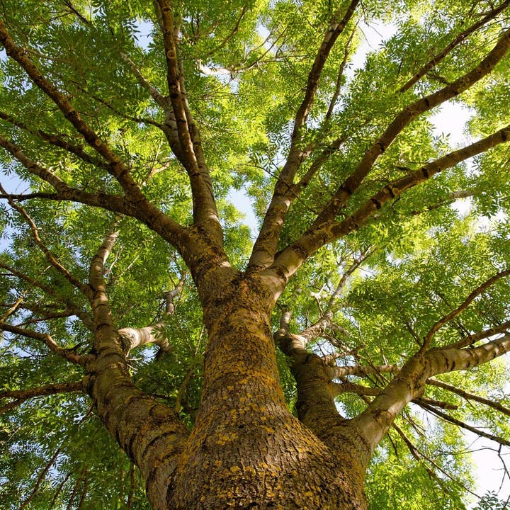 The Rike - Wholesale Plant Seeds - 4 pack x 100 Seeds Green Ash Tree Seeds for Planting