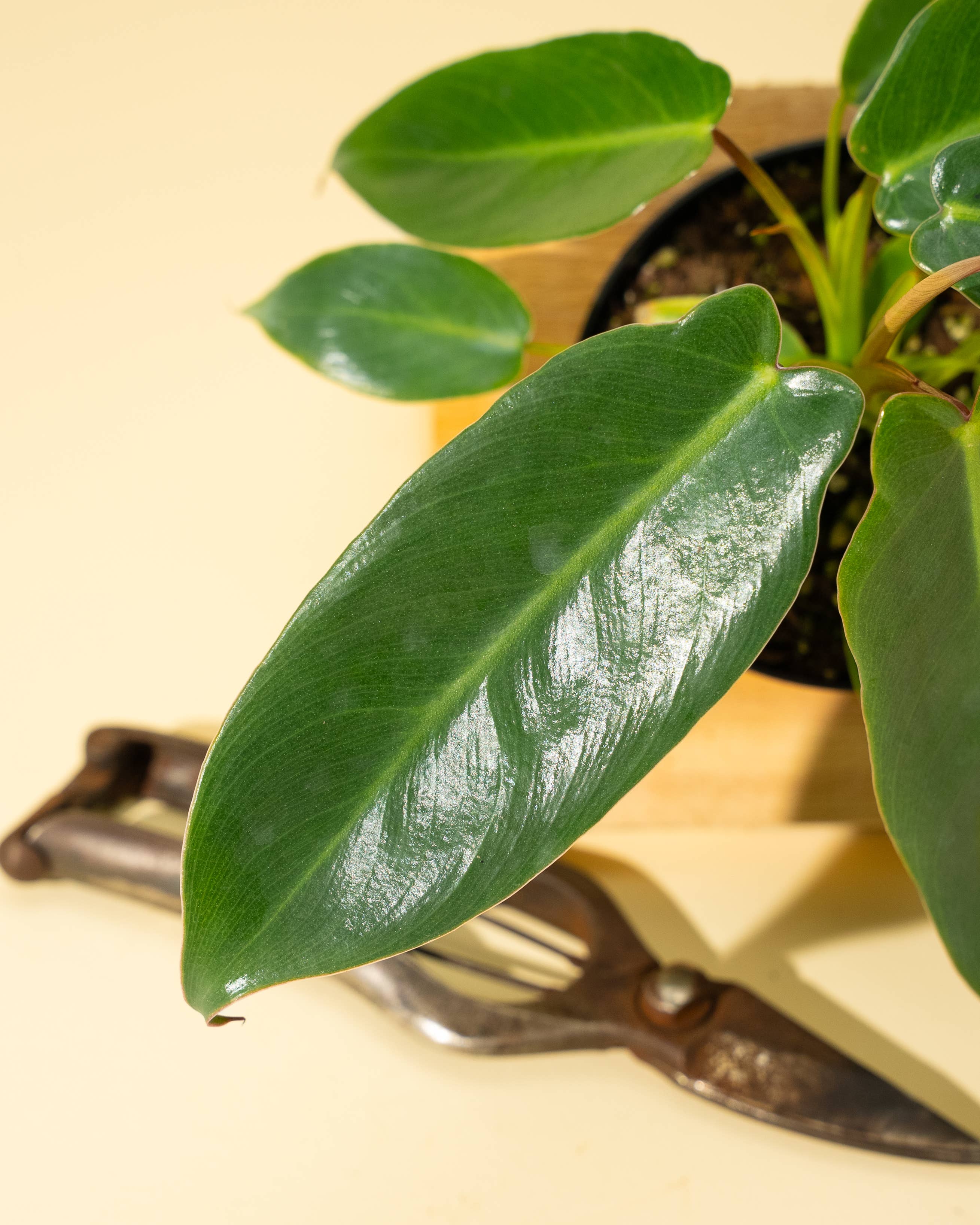 BWH Plant Co - Wholesale Live Plant - 4" Philodendron 'Spiritus Sancti'2