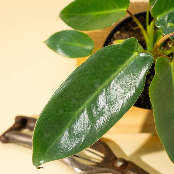 BWH Plant Co - Wholesale Live Plant - 4" Philodendron 'Spiritus Sancti'2