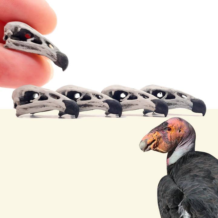 The Scale Grail - Wholesale Decorative Figurine - California Condor Skull Replica- 1:12 scale bird cranium for diorama, dollhouse, arts and crafts, miniature oddities (5 skulls)