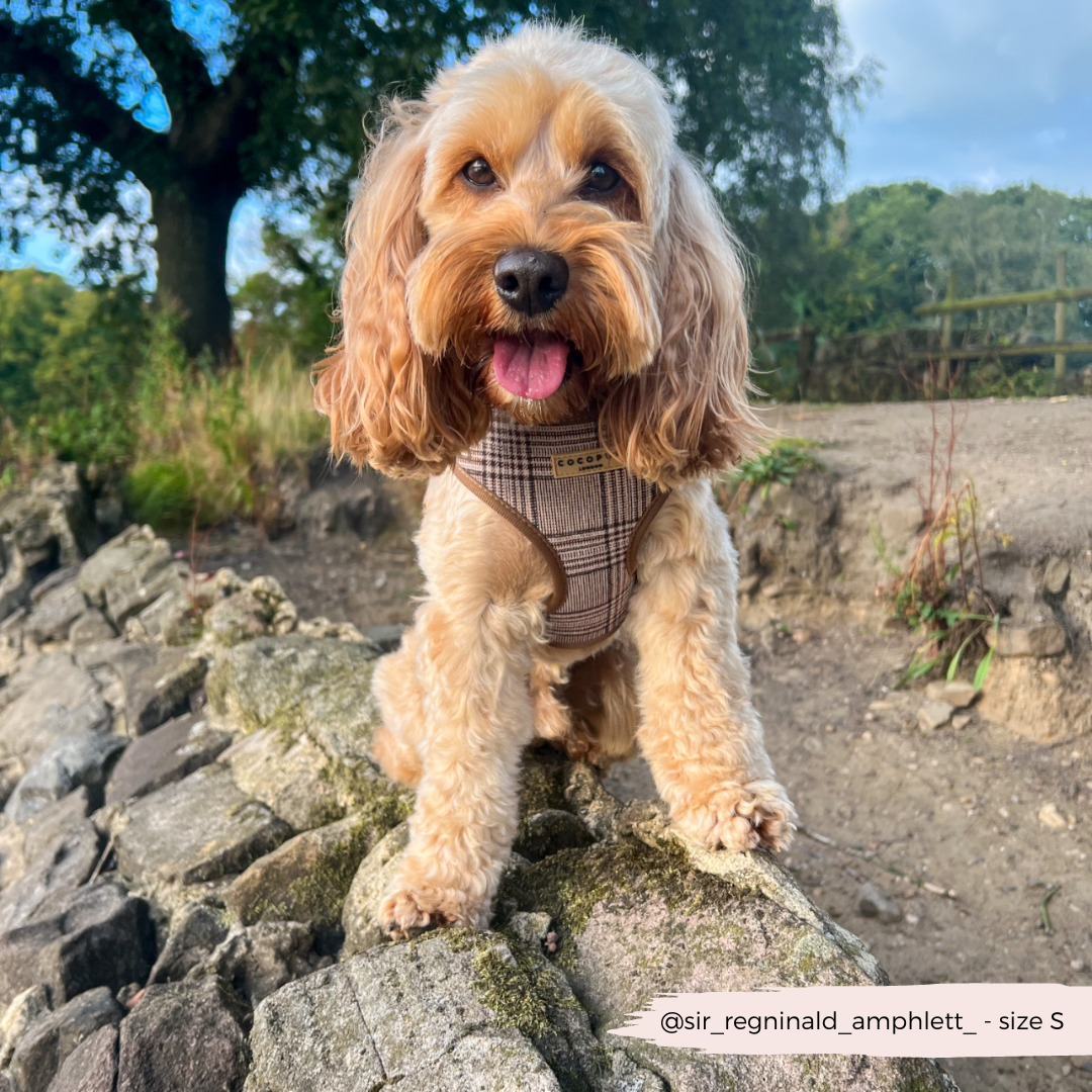 Cocopup London - Wholesale Pet Harness - Dog - Pup Plaid Adjustable Neck Harness15