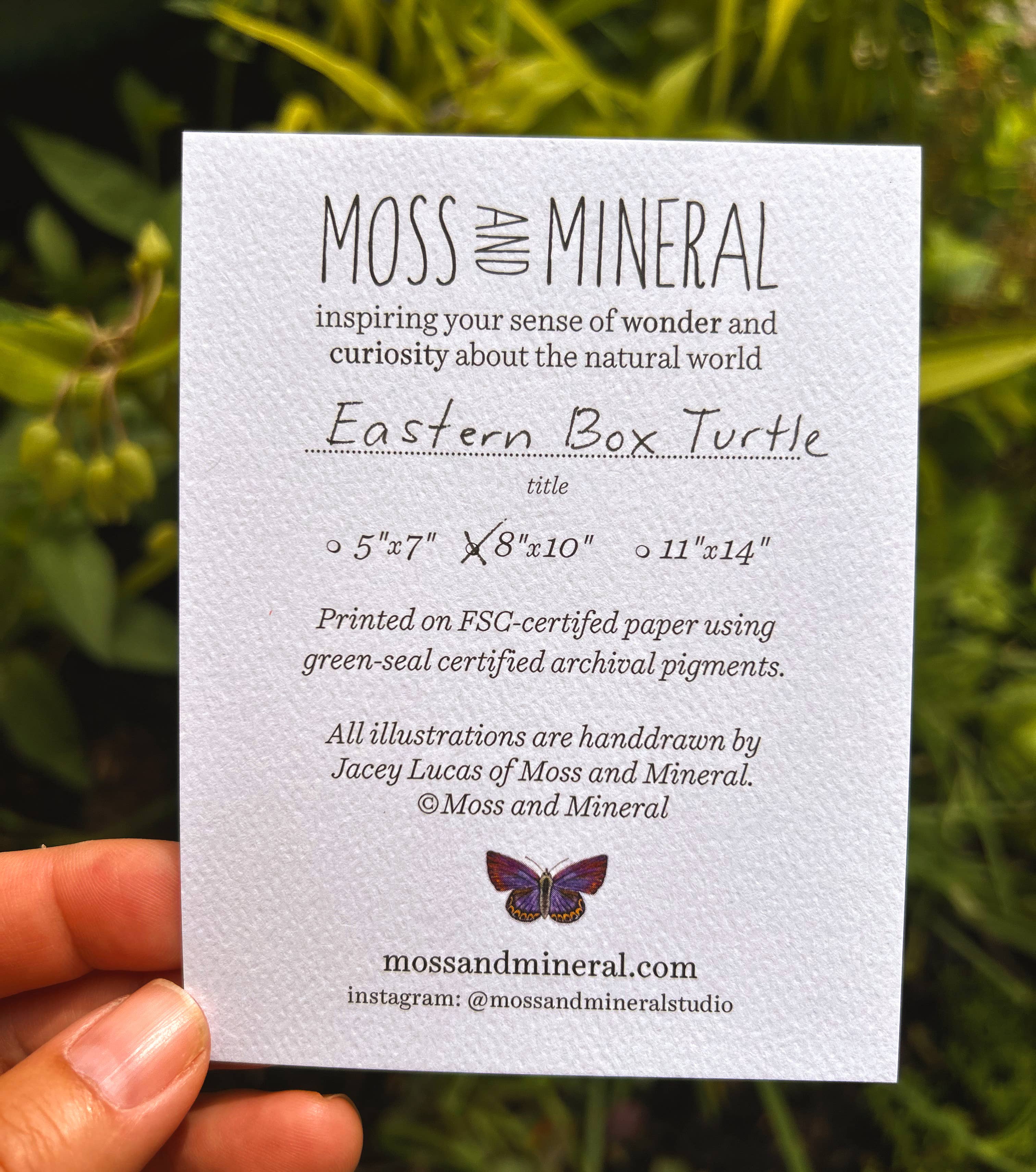 Moss and Mineral - Wholesale Art Print - Eastern Box Turtle, Scientific Illustration Botanical Print5