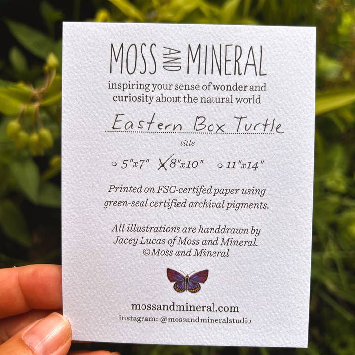 Moss and Mineral - Wholesale Art Print - Eastern Box Turtle, Scientific Illustration Botanical Print5