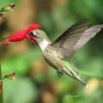 Belize Sage - Misty Mountain Sage, Salvia Plants for wholesale by Steep Hill Garden