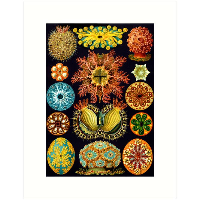 Haeckel 85 | Tomt gratulationskort för wholesale av Lucca Paperworks